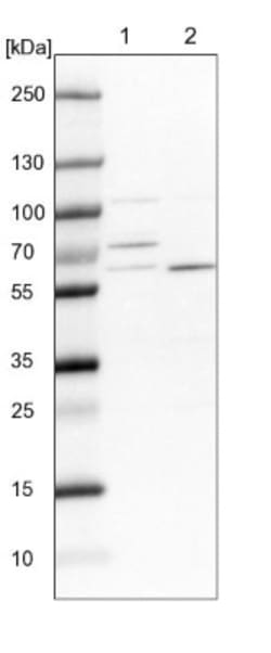 DUS3L Antibody, Novus Biologicals:Antibodies:Primary Antibodies
